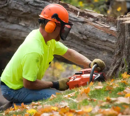 tree services Dundas